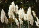 Pampas Grass