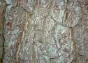 Tree Bark